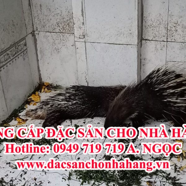 Bán Nhím Thịt Tại Bình Dương