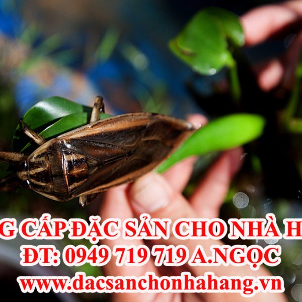 Cung Cấp Ổ Trứng Cà Cuống & Cà Cuống Bố Mẹ Uy Tín
