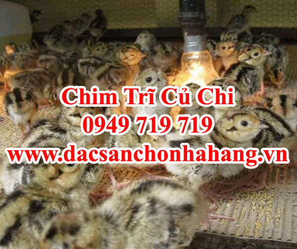 Chim Trĩ Giống - Trại Chim Trĩ Củ Chi