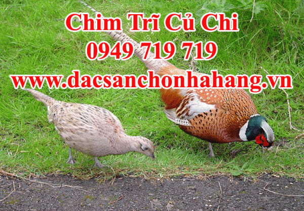 Chim Trĩ Thịt Móc Hàm