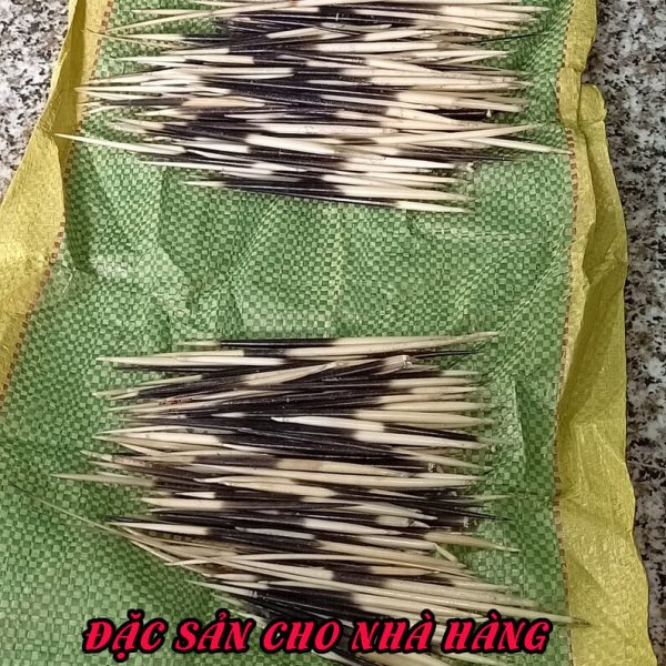 Lông Nhím Trị Bệnh Viêm Xoang