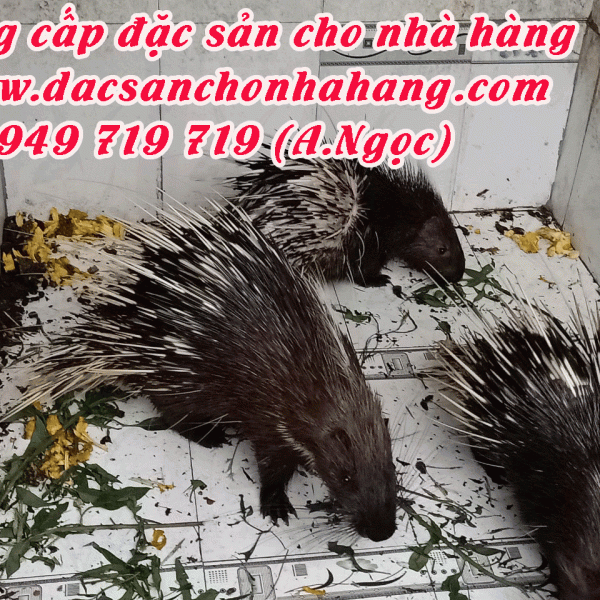 Nhím Bố Mẹ
