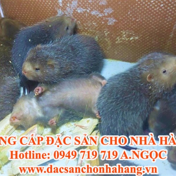 Cung Cấp Dúi Giống Uy Tín, Chất Lượng Toàn Quốc