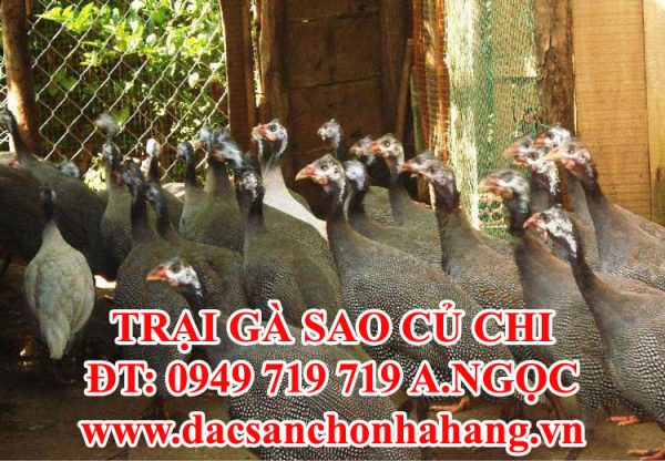 Gà Sao Giống - Trại Gà Sao Củ Chi - 0949 719 719
